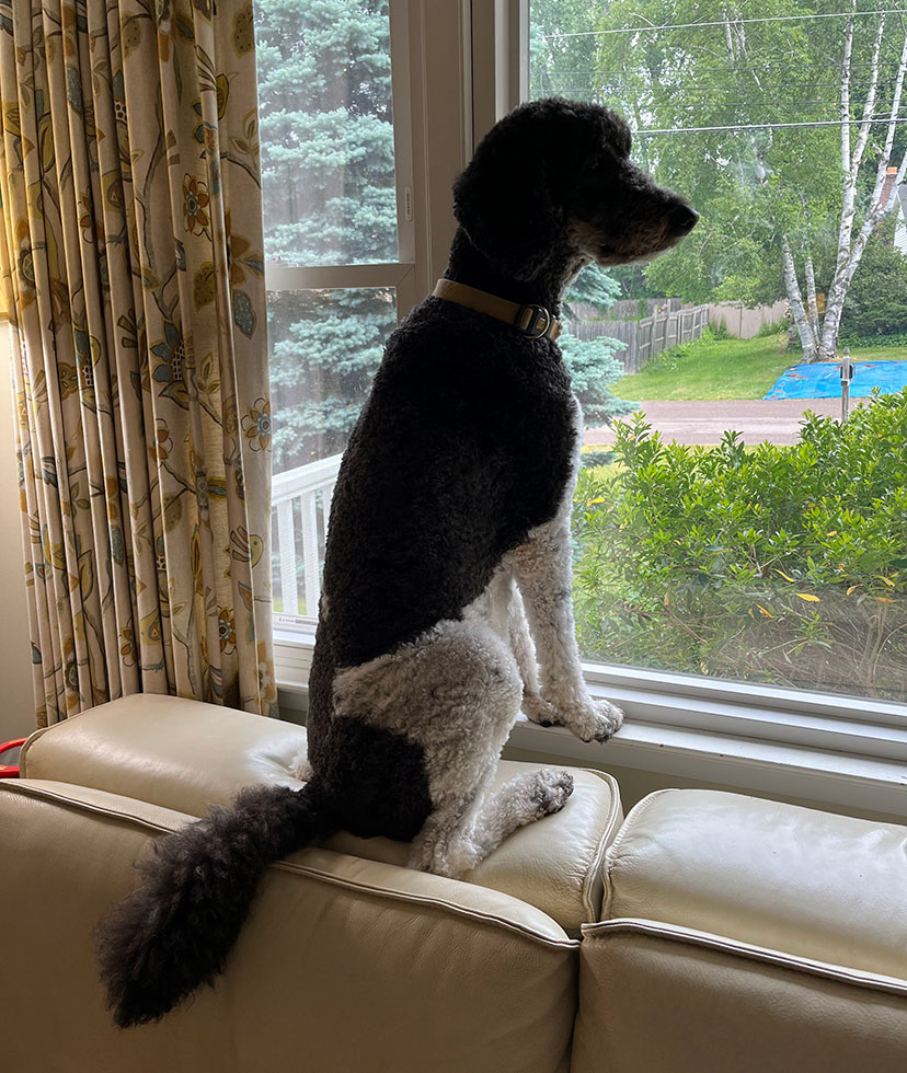 dog looking out window