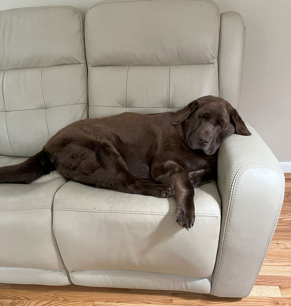 dog on white couch