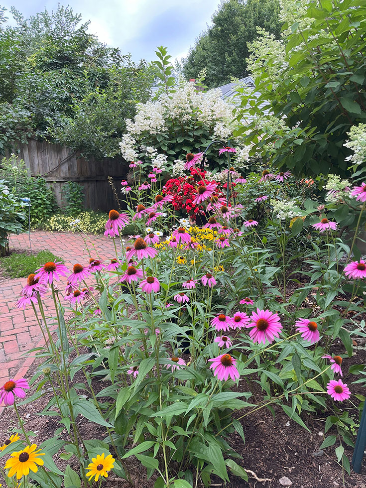 flowers near walkway