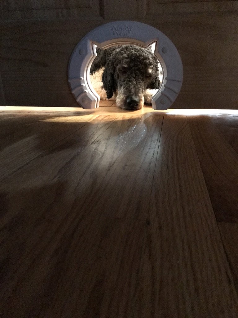 dog in doggy door