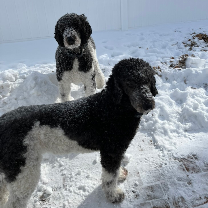 Dogs in snow