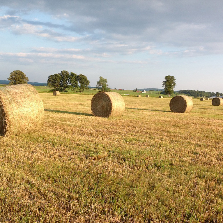 hay bails in a field